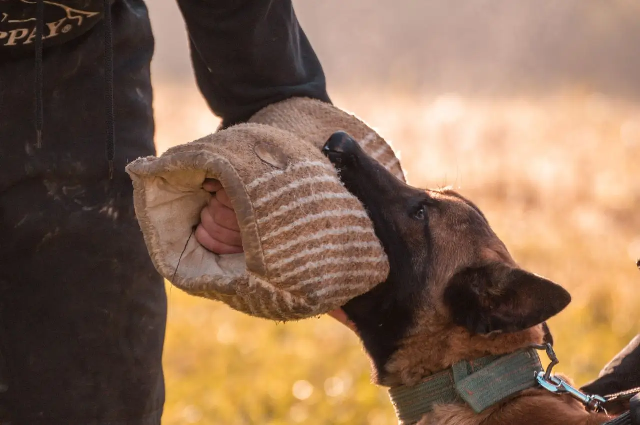 Aggressive dog biting a training sleeve during a bite-work session
