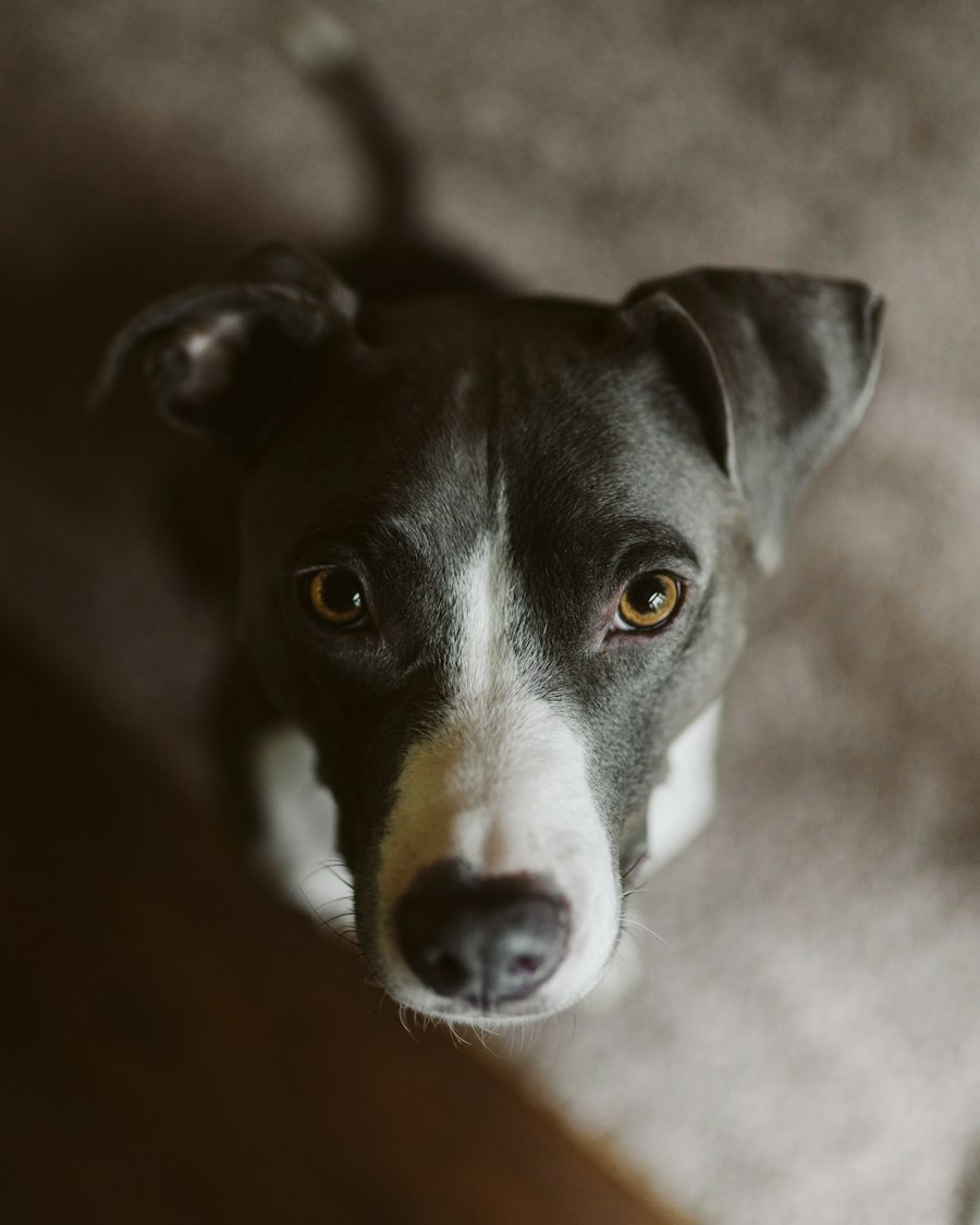 A dog attentively reading its owner's cues