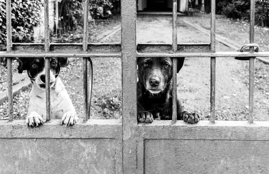 Two dogs kept apart behind a gate, illustrating social isolation