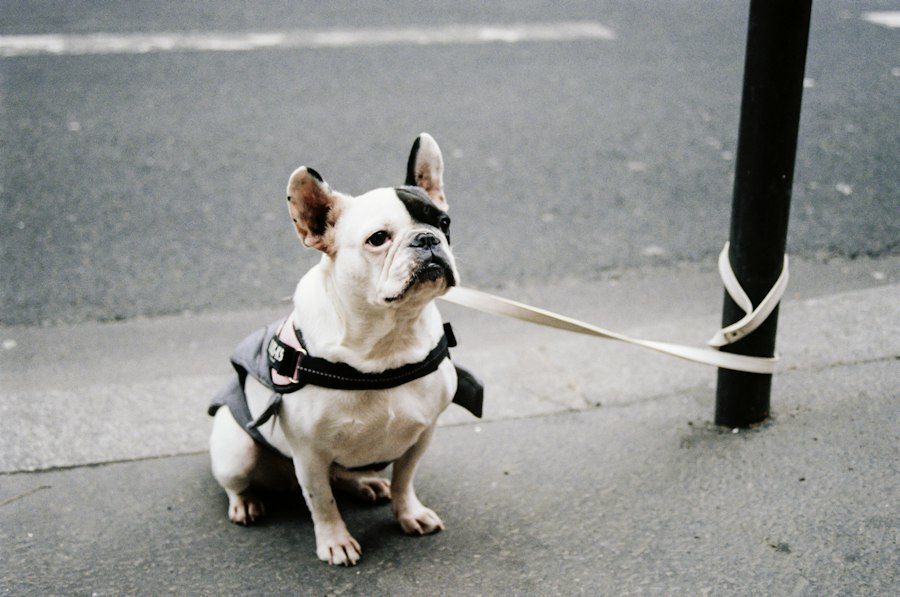 French Bulldog straining hard against its leash