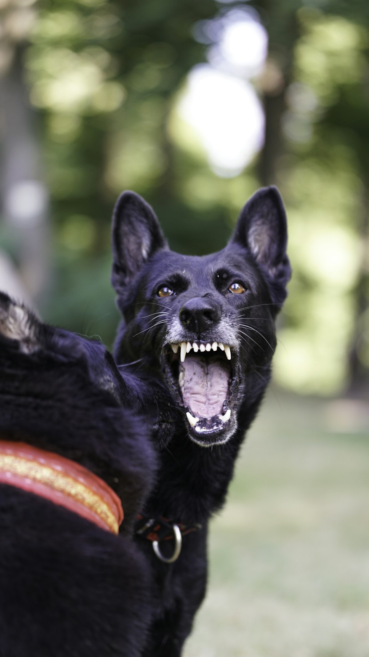 Aggressive dog snarling with teeth bared