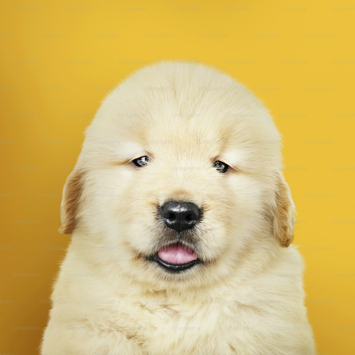 Adorable golden retriever puppy portrait