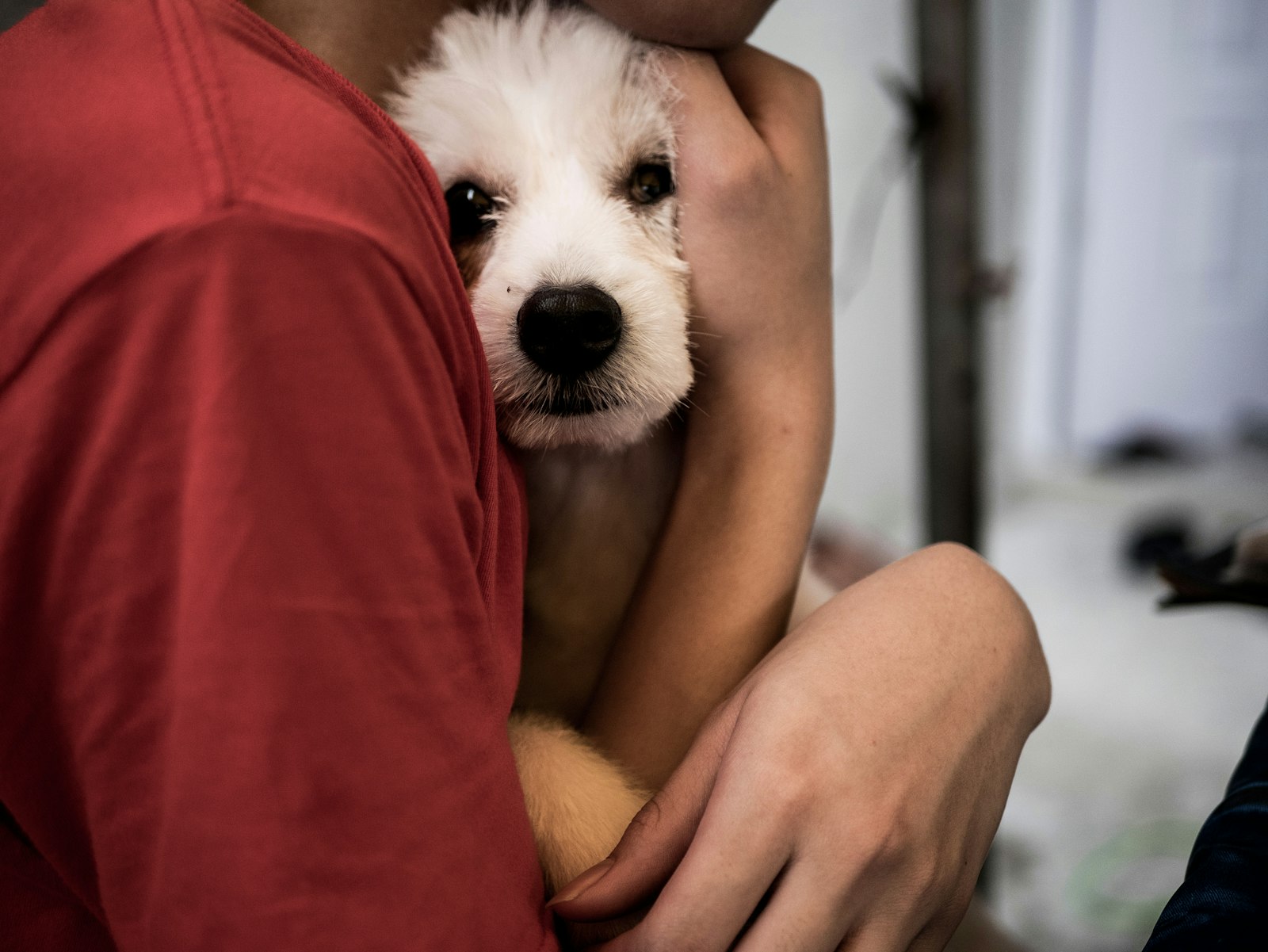 Owner tenderly hugging a puppy close