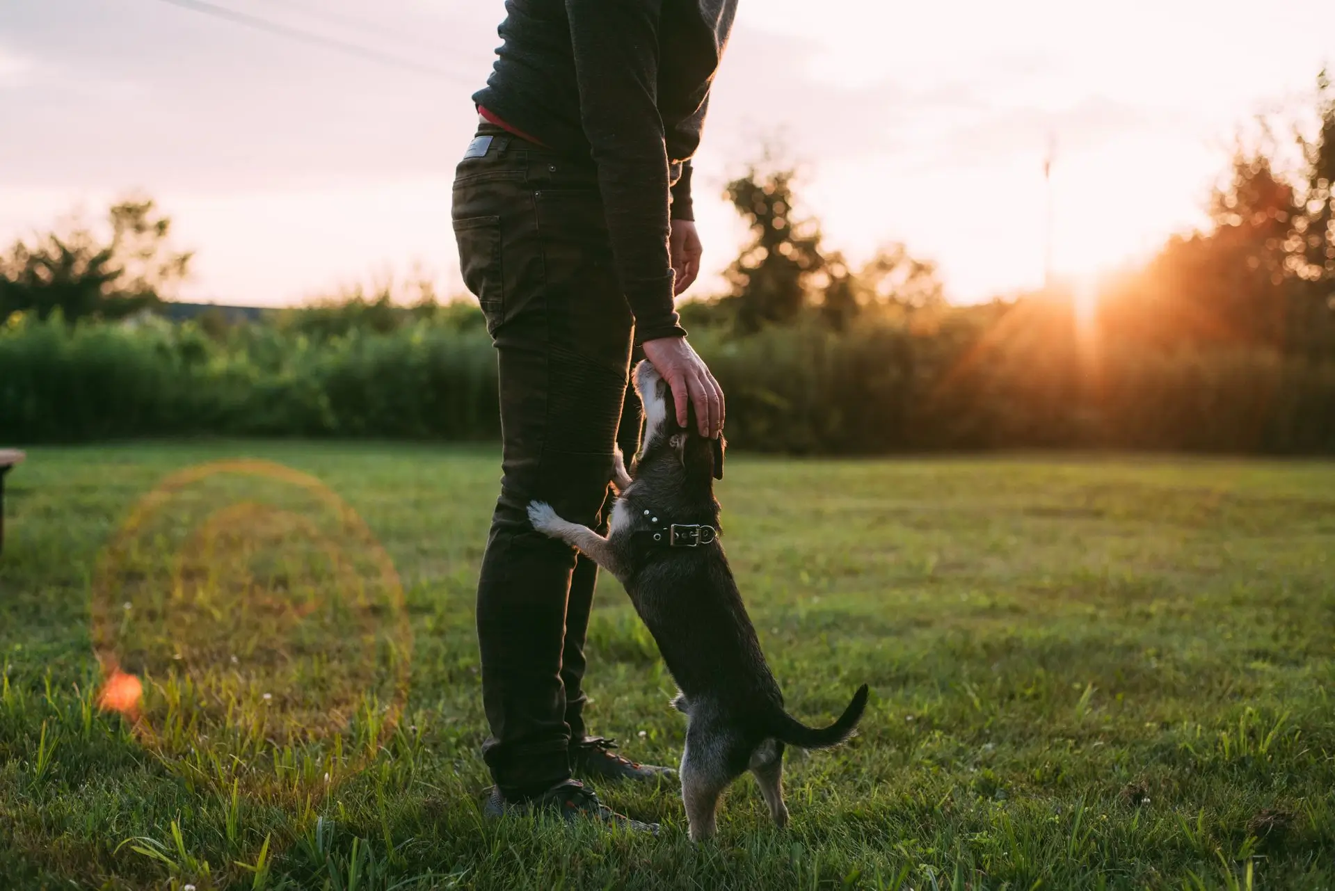 Owner training a puppy to respond and come to them outdoors at sunset