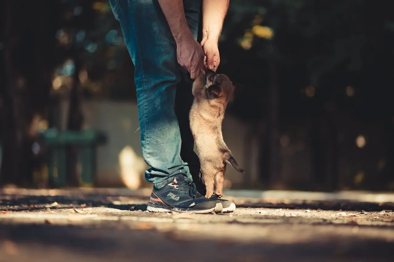 A puppy staying close and attached to its owner, welcome by their side