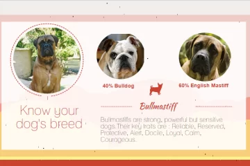 Know Your Breed - BullMastiff