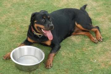 My Dog is Not Eating. What Should I Do?