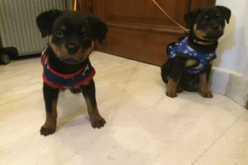 Stella & Thor - Foster Pups of K9 School