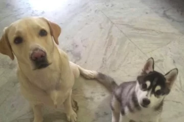 K9 Stories - Meet Bobo and Simba