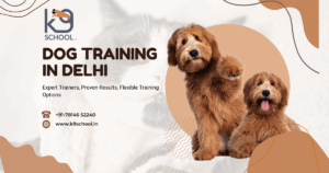 Unleash Your Dog’s Brilliance with K9 School India