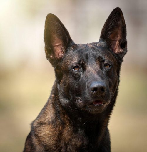 Best Guard Dogs for Families That Blend Love and Loyalty with Protection