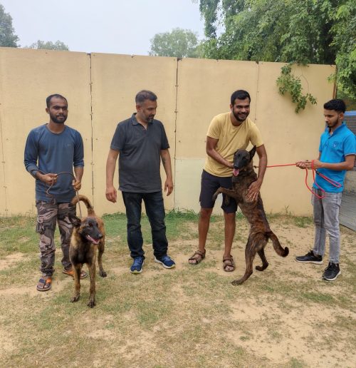 Buying a Protection or Security Dog: What You Need to Know