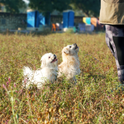 Who Can Benefit from or use our Pet Boarding in Delhi?