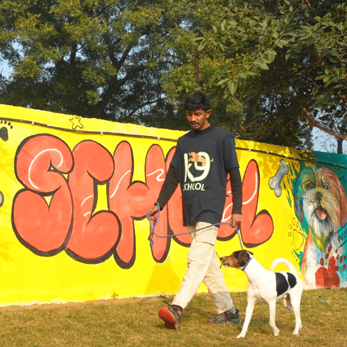 What is a dog training consultation?