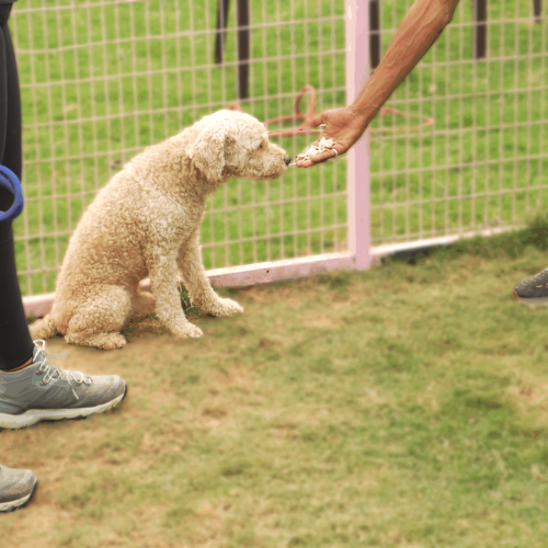 Real-world socialization and behavior improvement