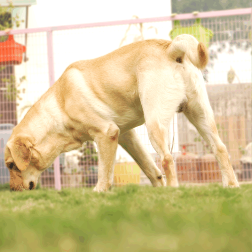 Customized methods for every dog’s needs