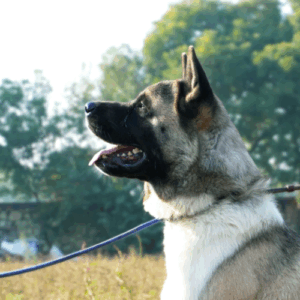 What Are The Top Dog Breeds Recommended For Home Security In India?