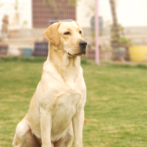 Generalisation Stage