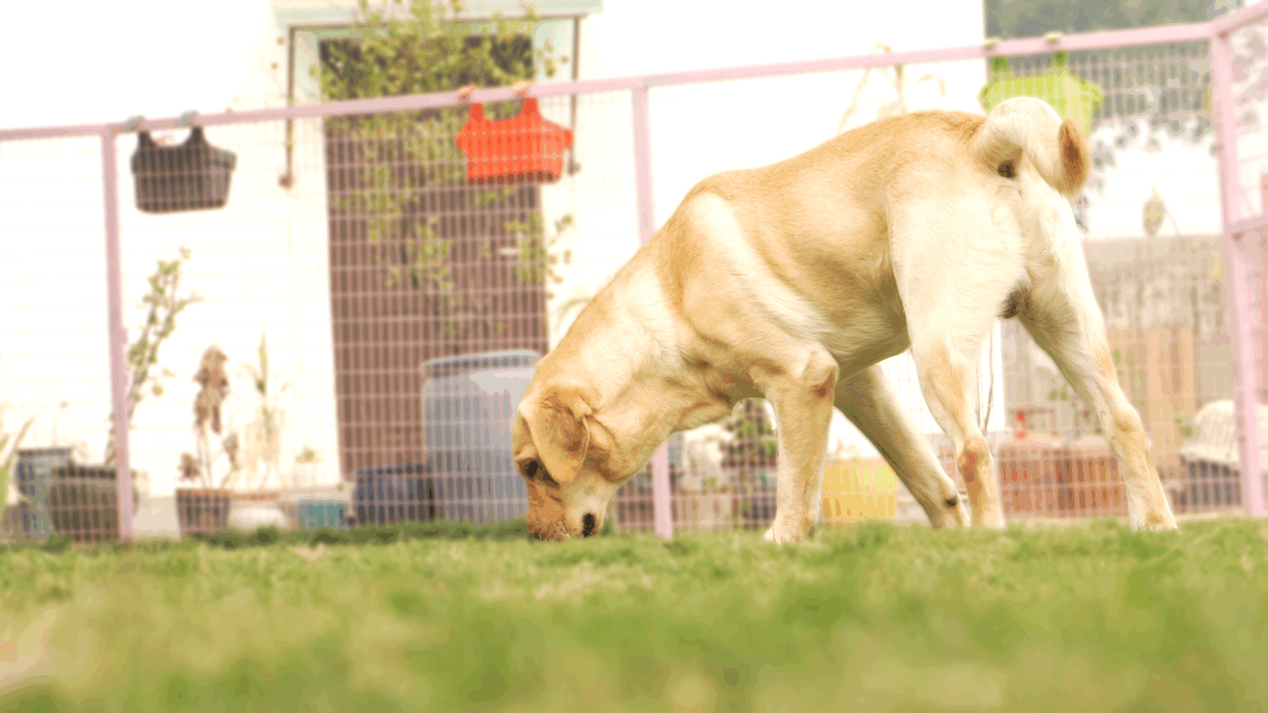 k9school.in - Facility 6