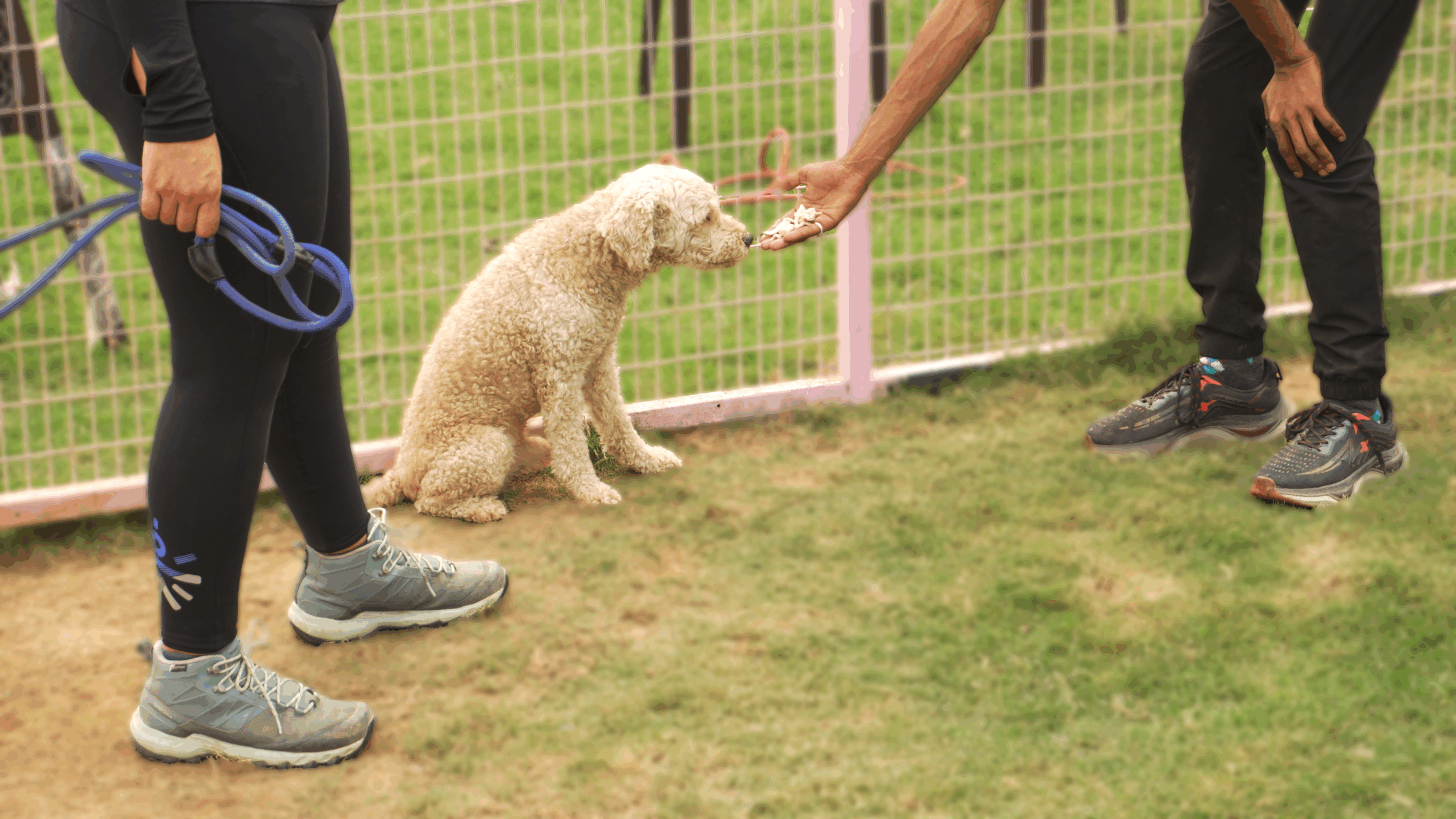 k9school.in - Facility 7