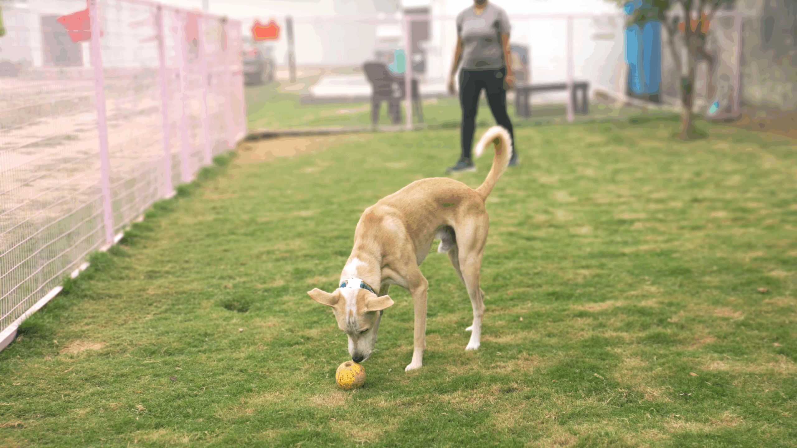k9school.in - Facility 8
