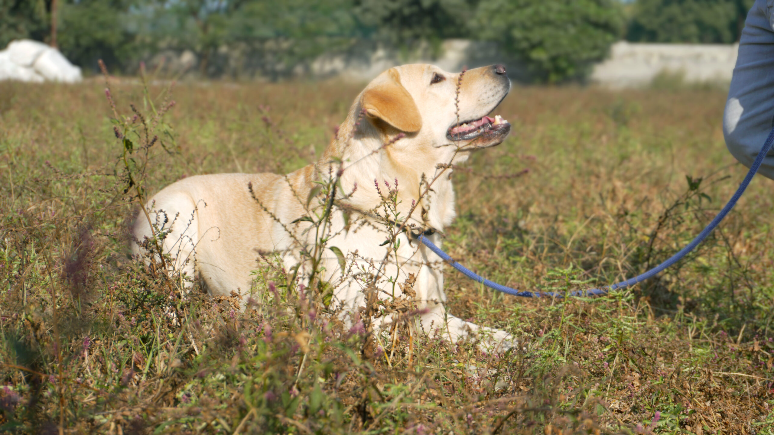 k9school.in - Facility 9