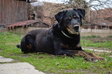 Security Guard Dog - K9 School