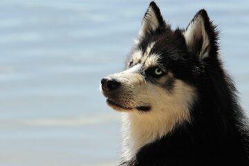 Dog Rehabilitation Center in Delhi-K9 School