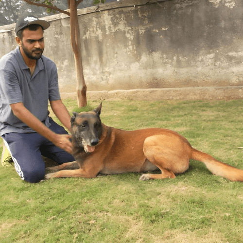 How to Become a Certified Dog Trainer - K9 School