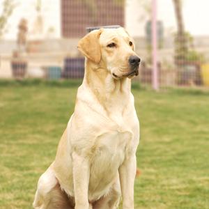 Pet Parent Training