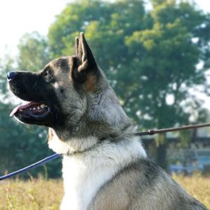 Dog Assessment