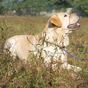 Dog Rehabilitation