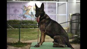 Best Dog Boarding in Delhi