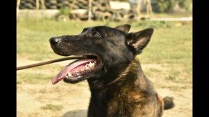 Best Dog Breeds for Security