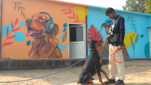 Dog Trainer In Delhi Ncr