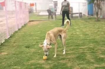 Dog Training