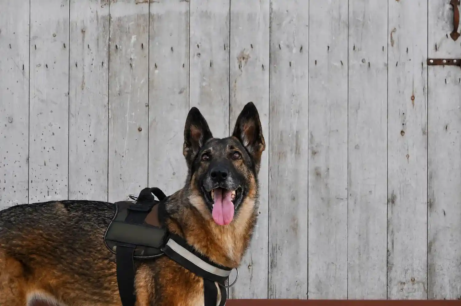 Trained German Shepherd protection dog in tactical harness