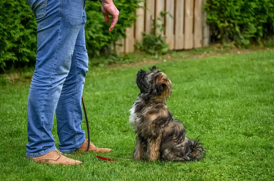Dog is learning new things in the garden