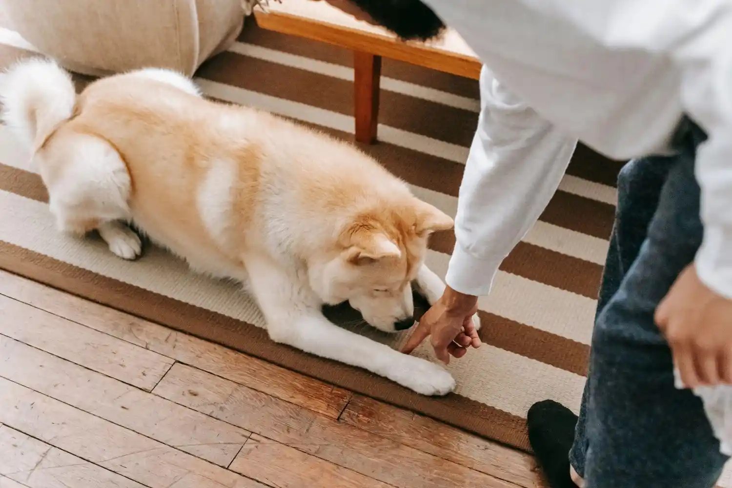 A dog is trained by a human