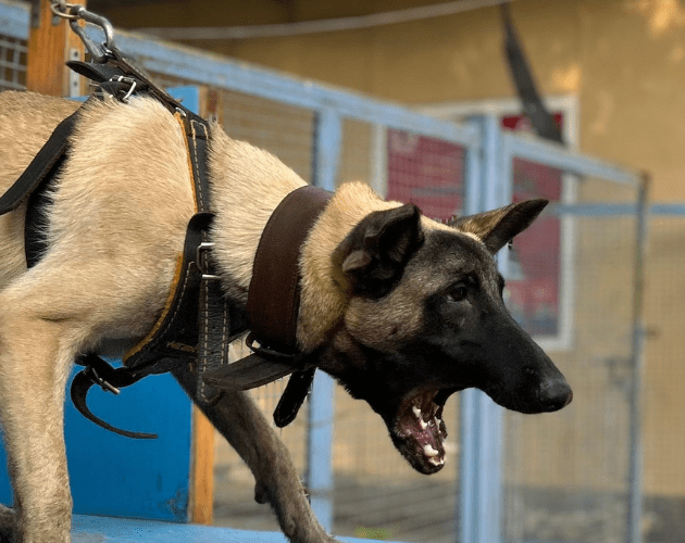 Untitled design - 2026-02-10T172029.218